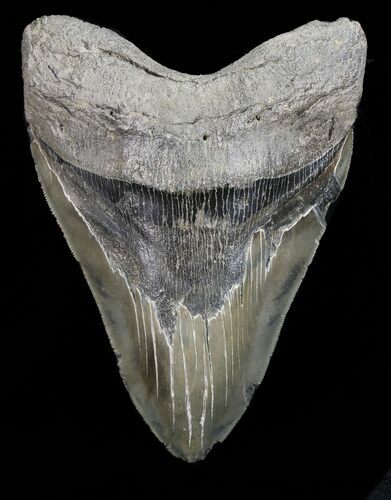 Serrated, Fossil Megalodon Tooth - Massive Tooth! #72752